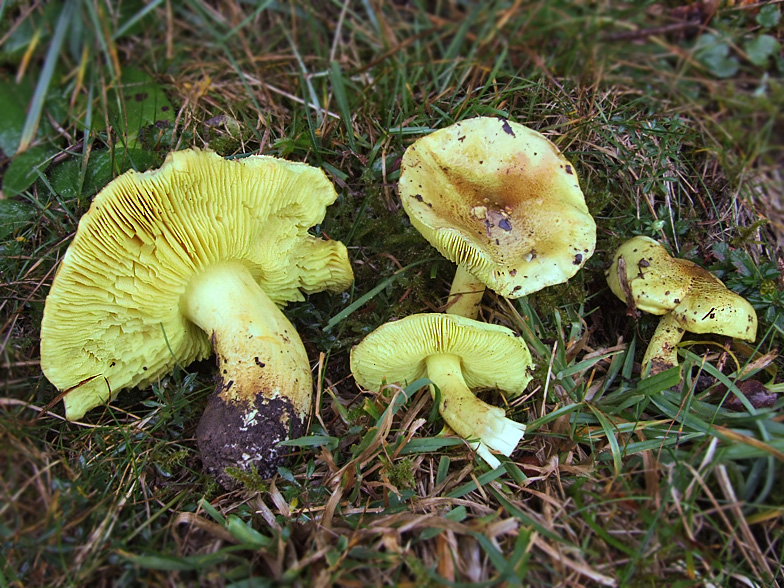 Tricholoma equestre