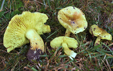 Tricholoma equestre