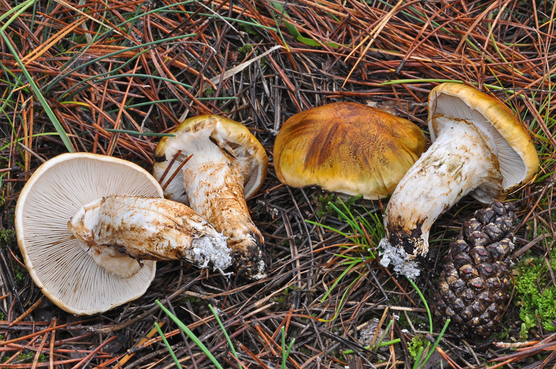 Tricholoma focale