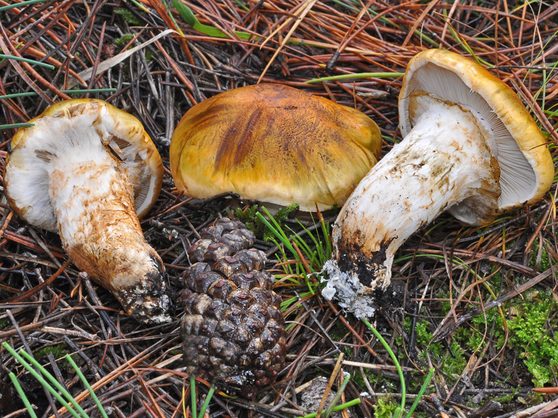 Tricholoma focale