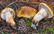 Tricholoma focale