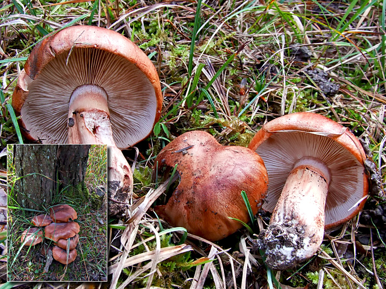 Tricholoma fracticum