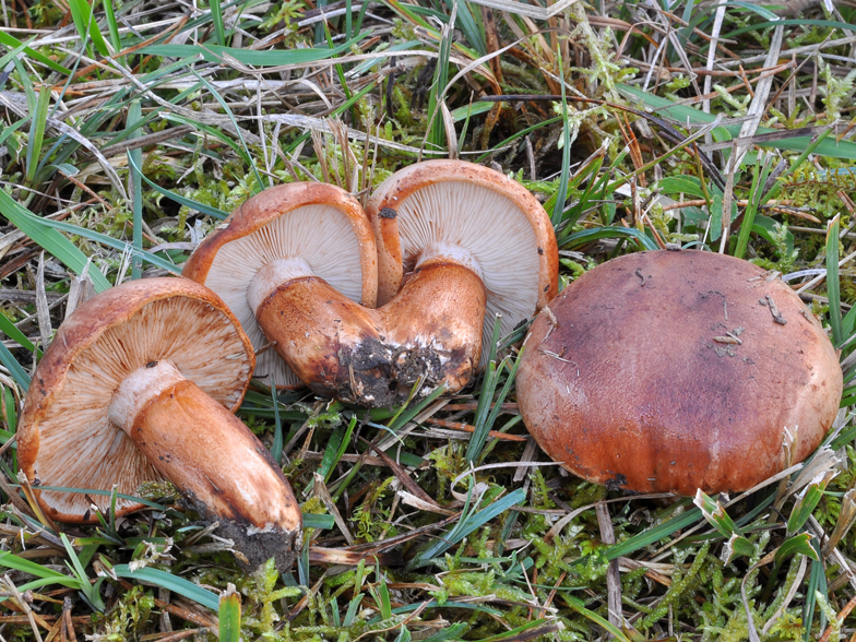 Tricholoma fracticum