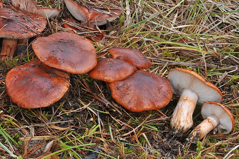 Tricholoma fracticum