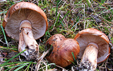 Tricholoma fracticum