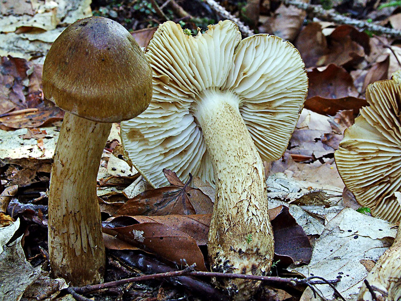 Tricholoma fucatum