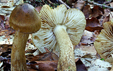 Tricholoma fucatum