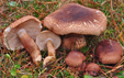 Tricholoma imbricatum