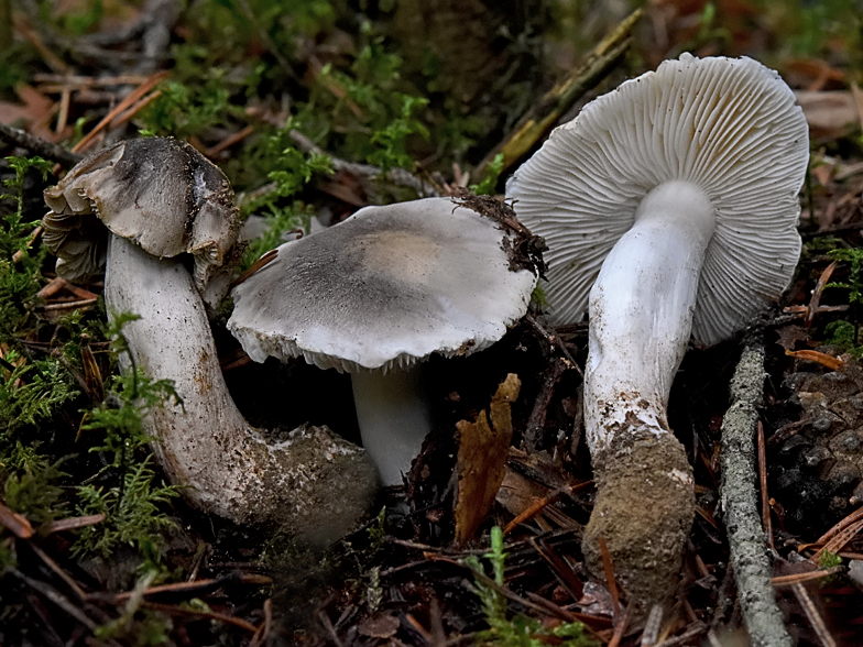 Tricholoma josserandii