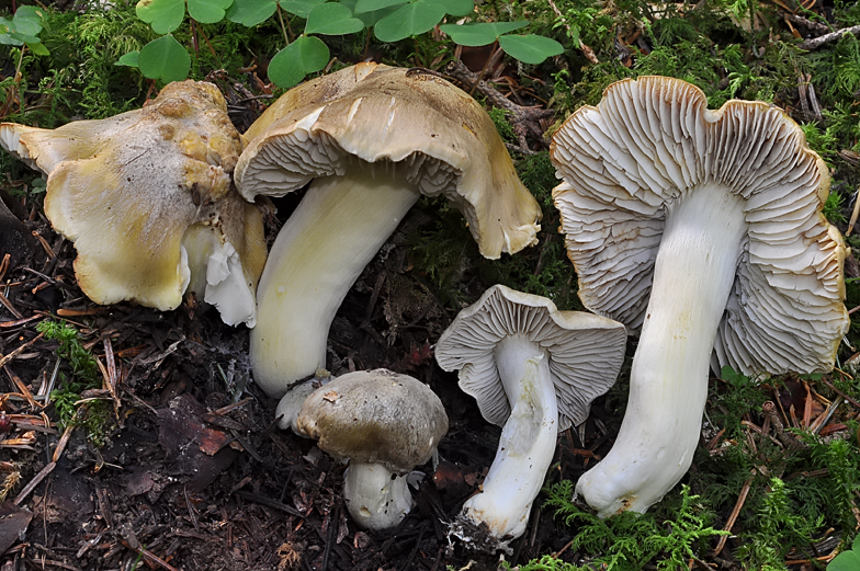 Tricholoma luridum