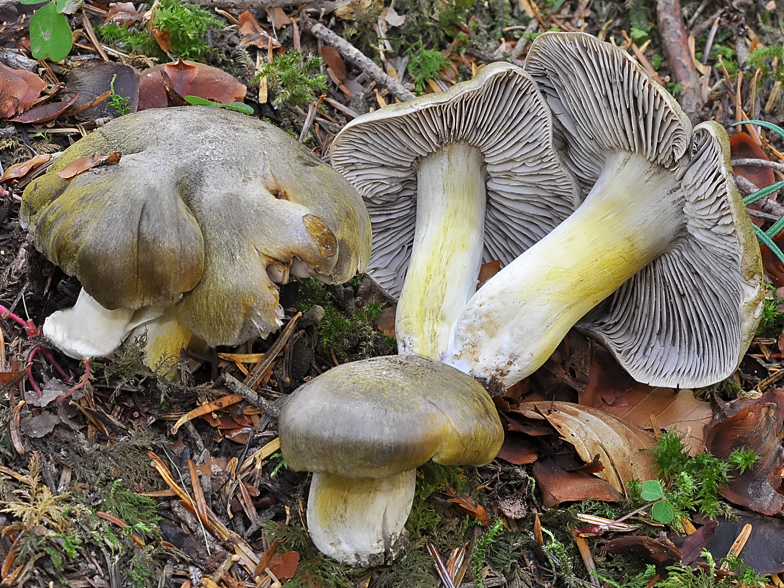 Tricholoma luridum