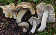 Tricholoma luridum