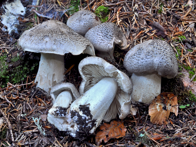 Tricholoma pardinum