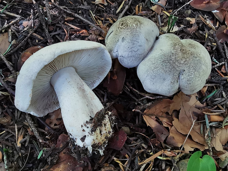 Tricholoma pardinum