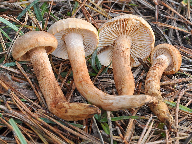 Tricholoma psammopus