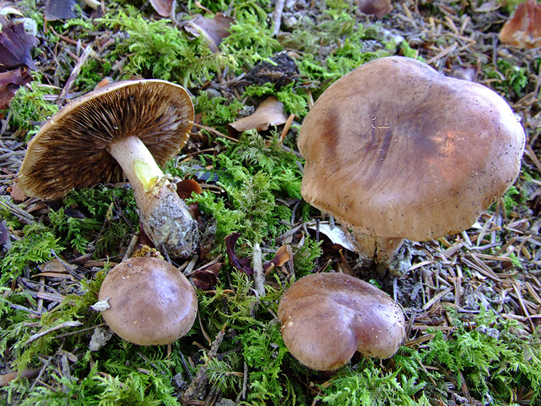 Tricholoma pseudonictitans