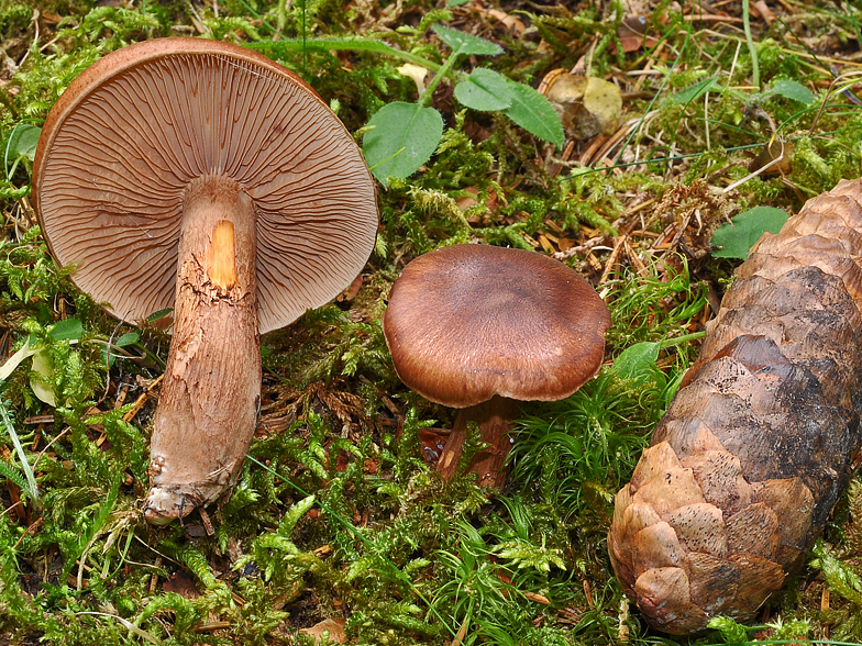 Tricholoma pseudonictitans