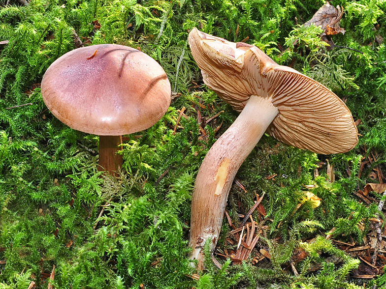 Tricholoma pseudonictitans