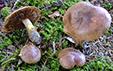 Tricholoma pseudonictitans