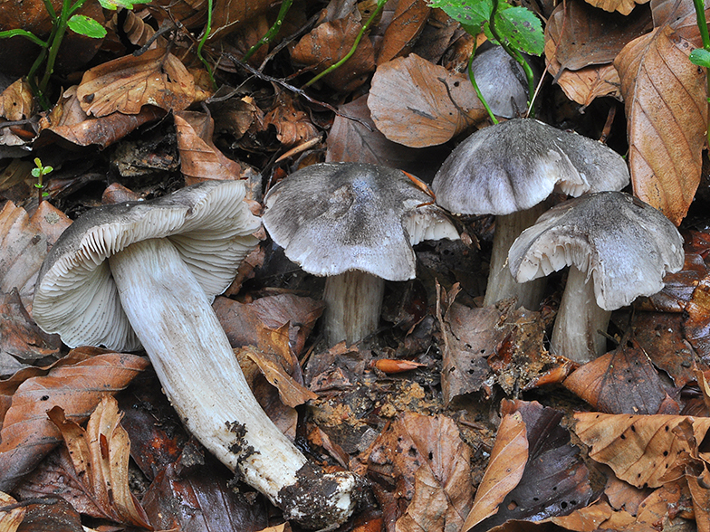 Tricholoma sciodes