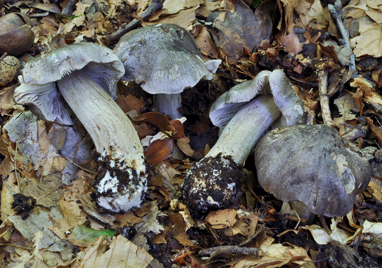 Tricholoma sciodes