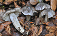 Tricholoma sciodes