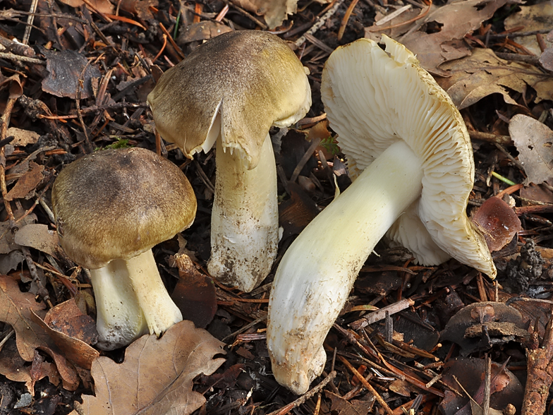 Tricholoma sejunctum cf var coniferarum