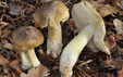 Tricholoma sejunctum cf var coniferarum