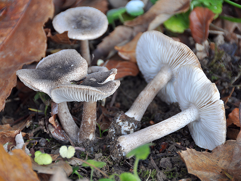 Tricholoma squarrulosum