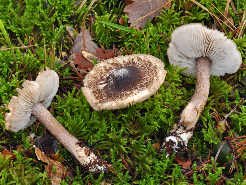 Tricholoma squarrulosum