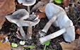 Tricholoma squarrulosum