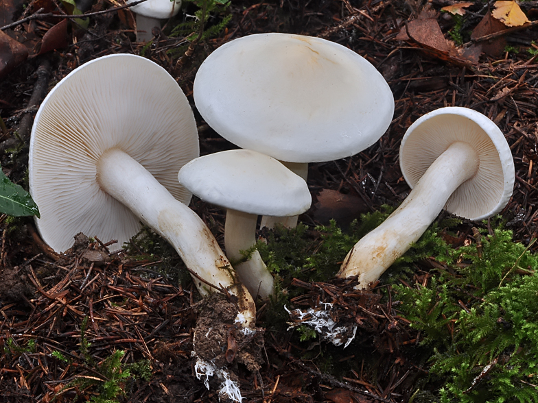 Tricholoma stiparophyllum