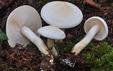 Tricholoma stiparophyllum