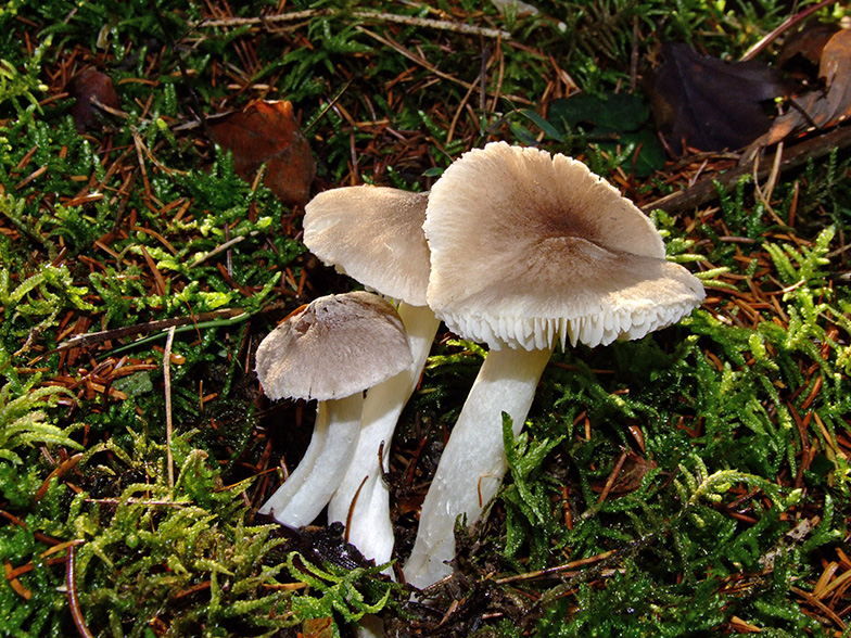 Tricholoma terreum