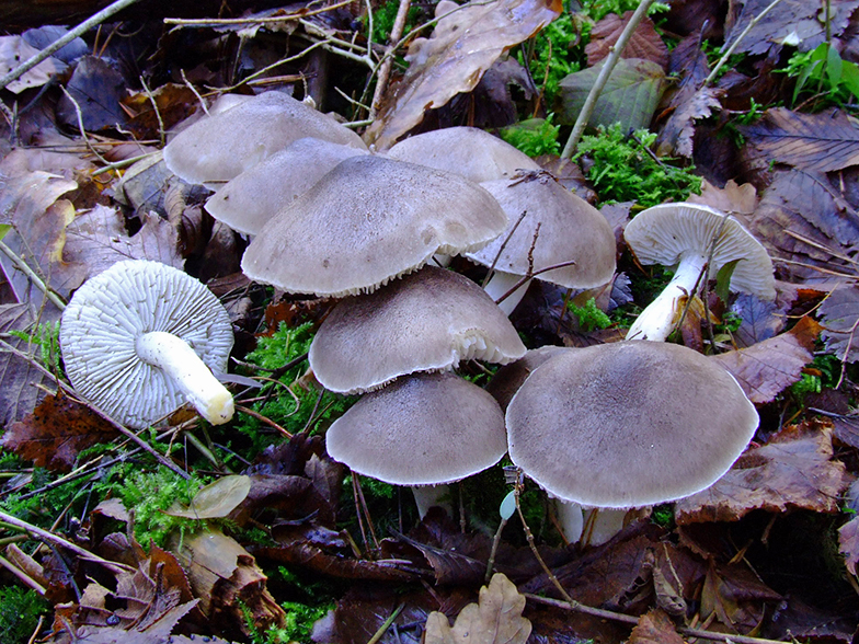 Tricholoma terreum