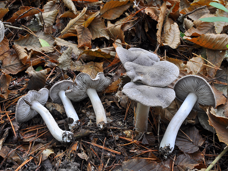 Tricholoma terreum