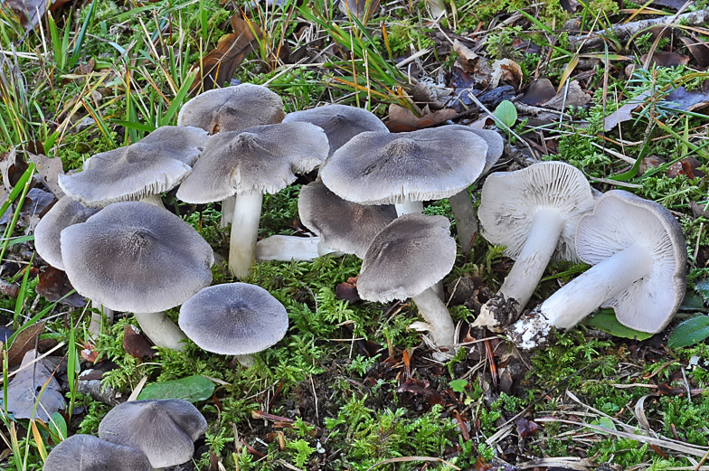 Tricholoma terreum