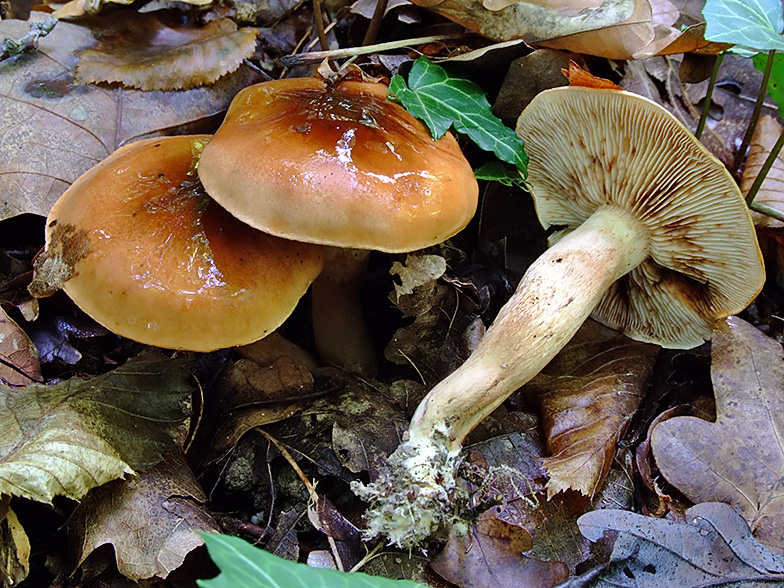 Tricholoma ustale