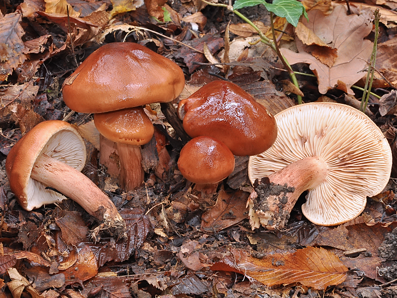 Tricholoma ustale