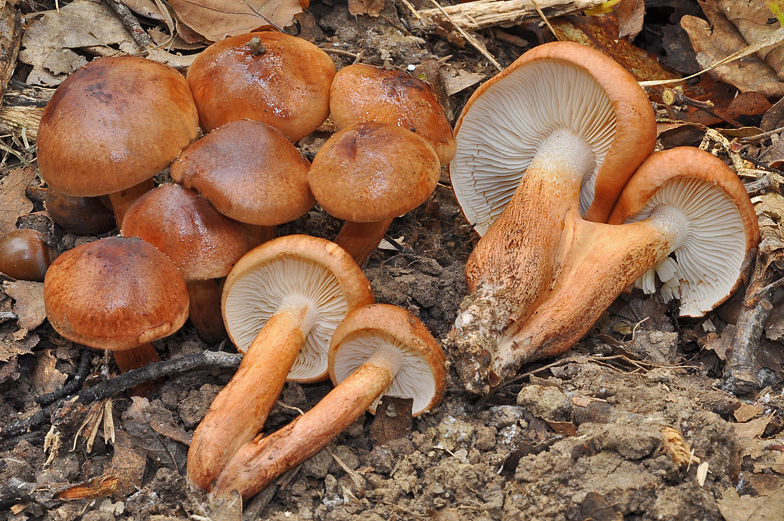 Tricholoma ustale