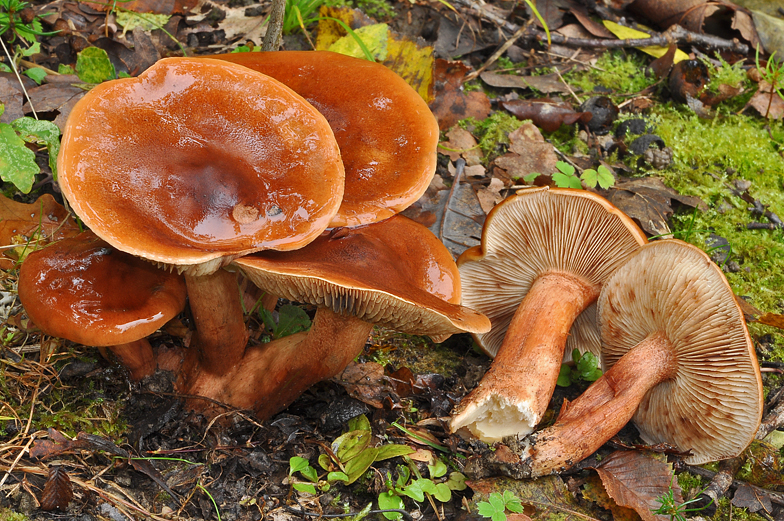 Tricholoma ustale