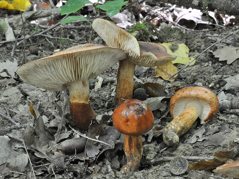 Tricholoma ustaloides