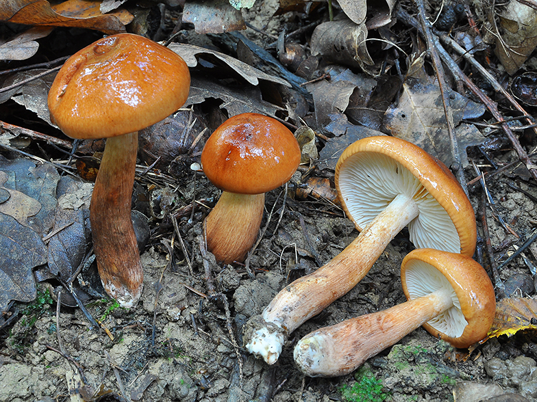 Tricholoma ustaloides