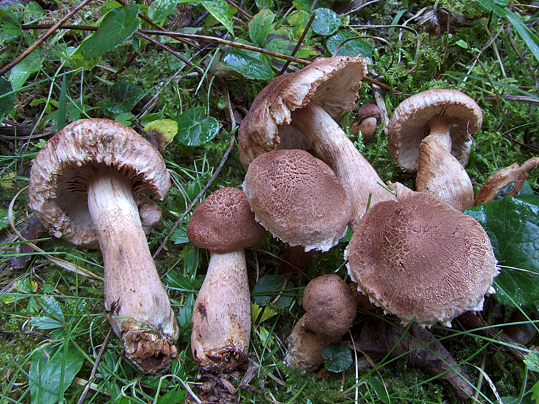 Tricholoma vaccinum