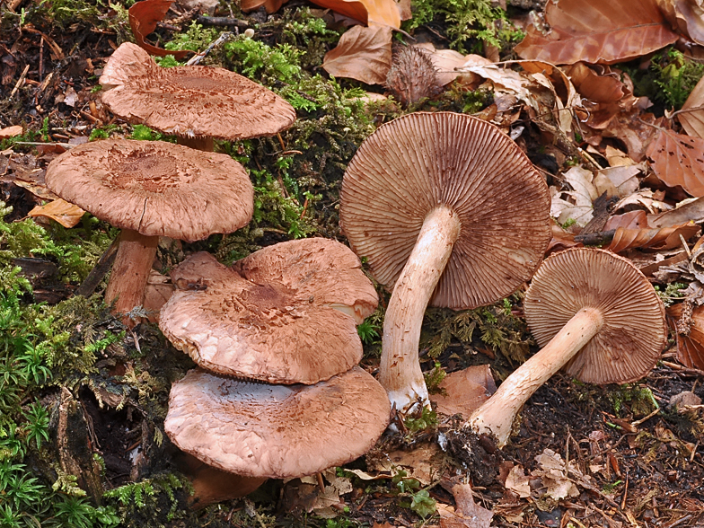 Tricholoma vaccinum