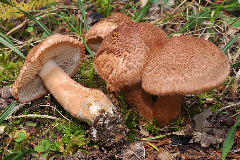 Tricholoma vaccinum