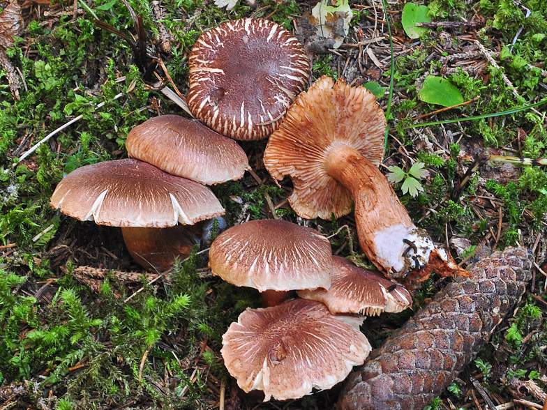 Tricholoma vaccinum