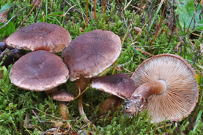 Tricholoma vaccinum