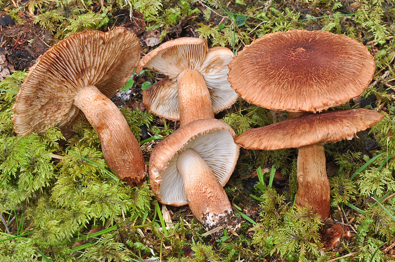 Tricholoma vaccinum