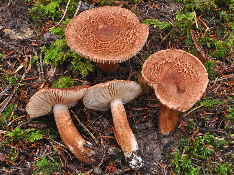 Tricholoma vaccinum